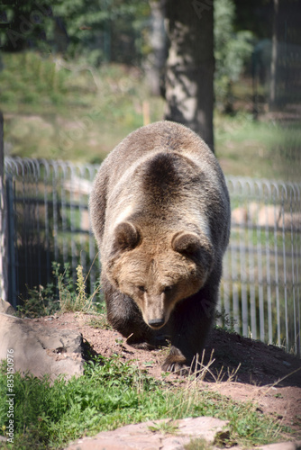 Braunbär