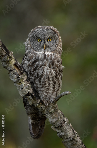 Wallpaper Mural Great grey owl hunting in the Rocky Mountains Torontodigital.ca