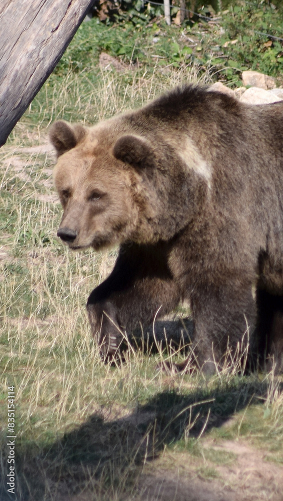 Fototapeta premium Braunbär