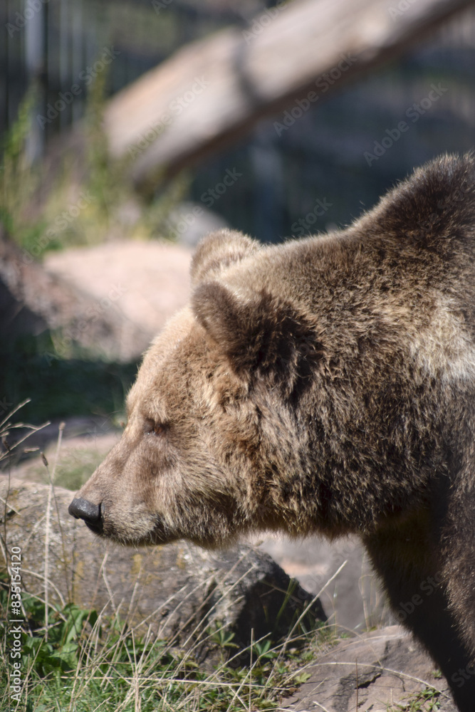 Braunbär