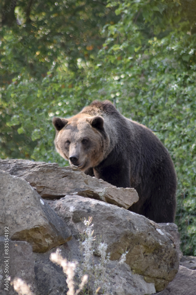 Obraz premium Braunbär
