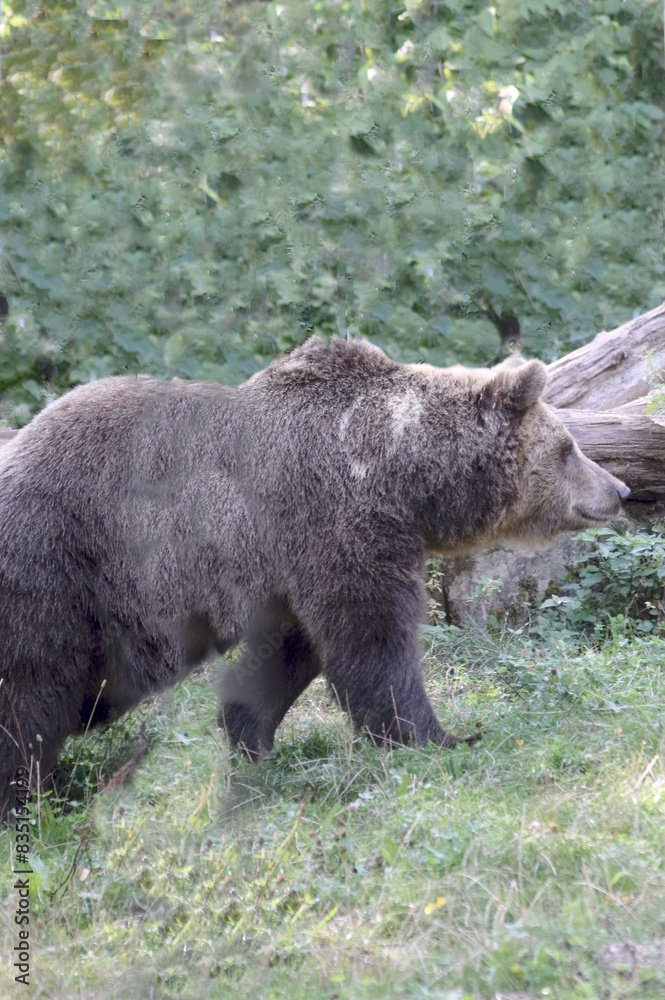Fototapeta premium Braunbär