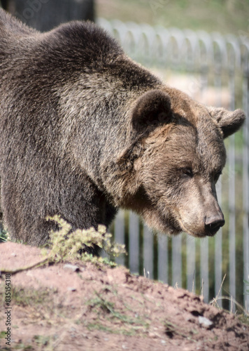 Braunbär photo