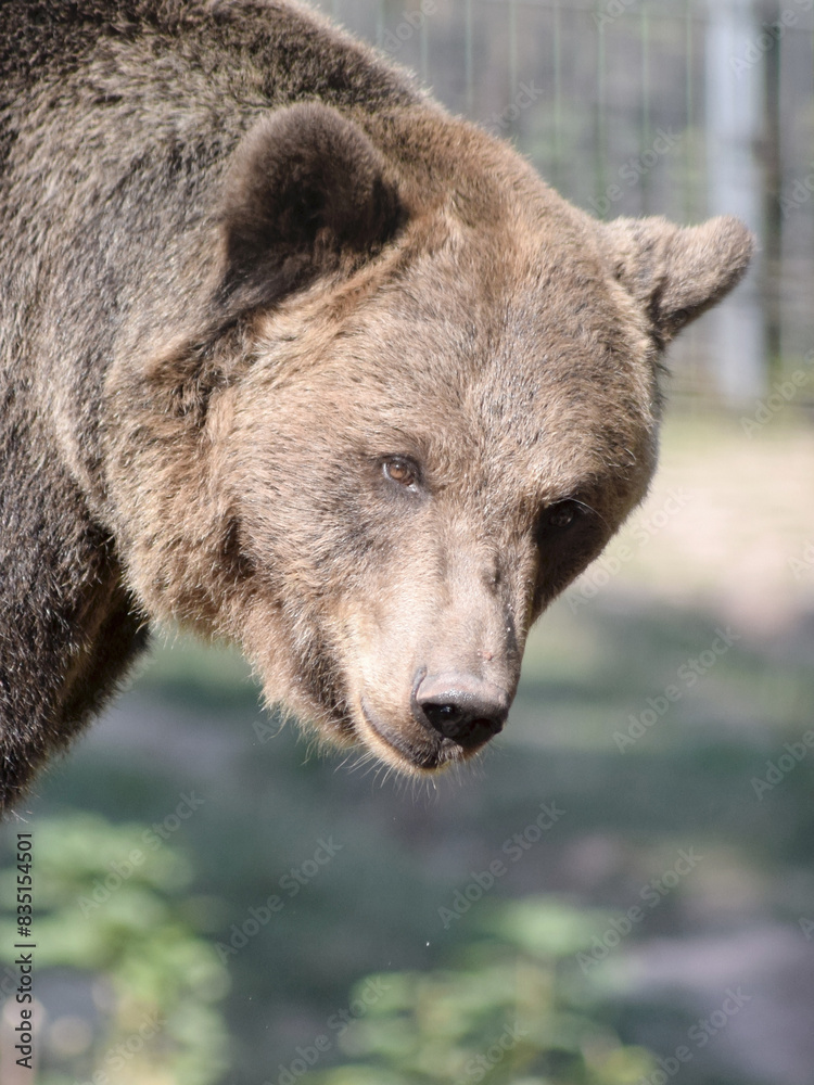 Fototapeta premium Braunbär