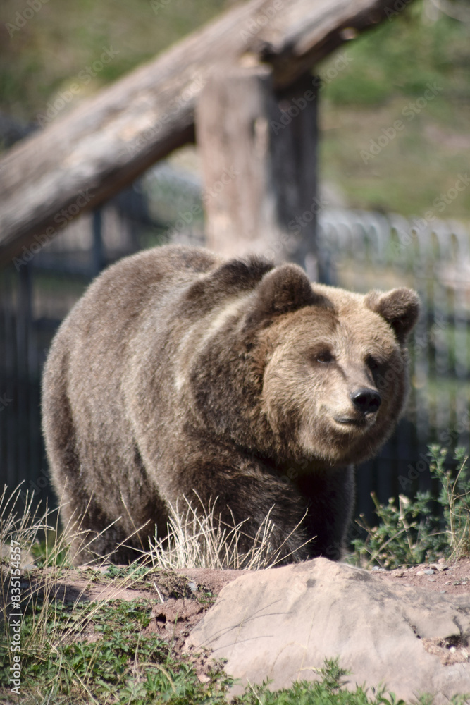 Obraz premium Braunbär