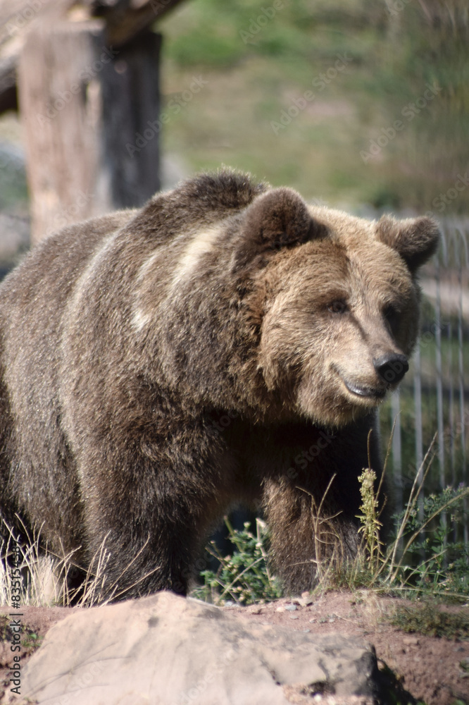 Braunbär Braunbär