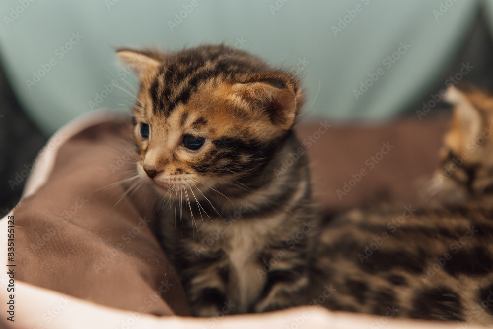 custom made wallpaper toronto digitalClosee-up faces of cute bengal one month old kittens laying on the cat's pillow