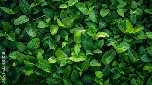 Wallpaper Mural Background texture of fresh green grass Torontodigital.ca