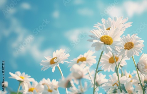 Summer Blooms  White Daisies Against Blue Sky Background