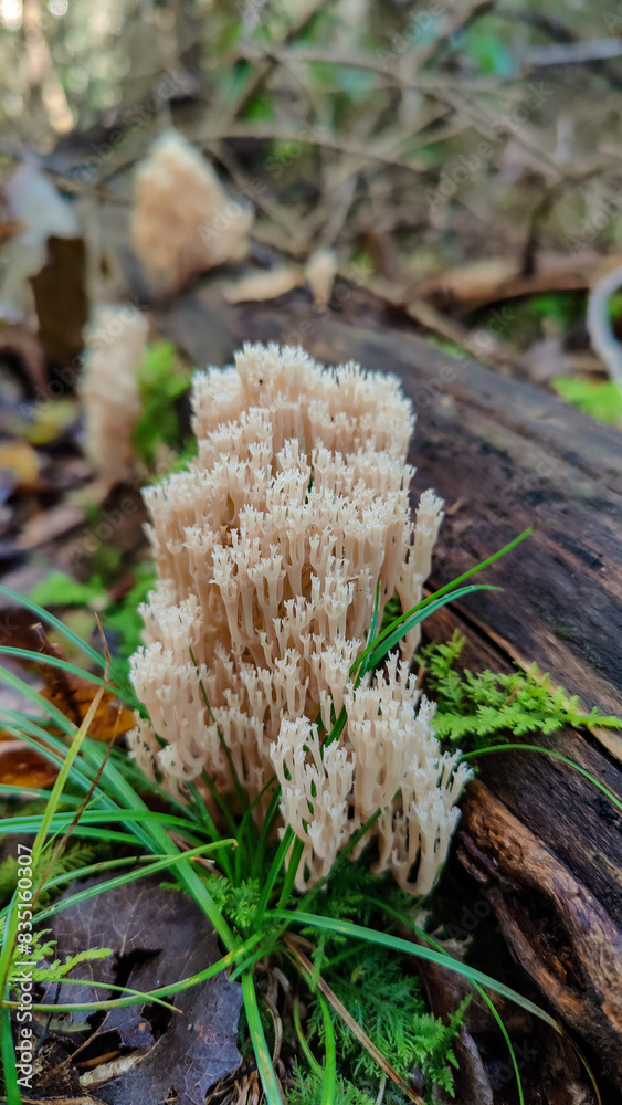 Coral mushroom growing on a mossy wet ground in south Germany Coral mushroom growing on a mossy wet ground in south Germany