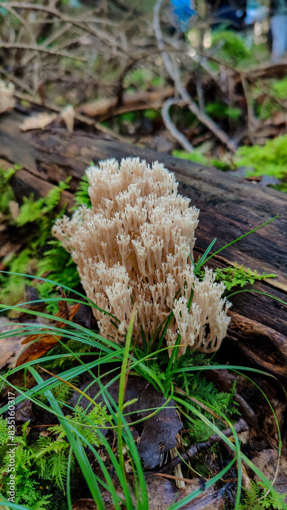 Coral mushroom growing on a mossy wet ground in south Germany Coral mushroom growing on a mossy wet ground in south Germany