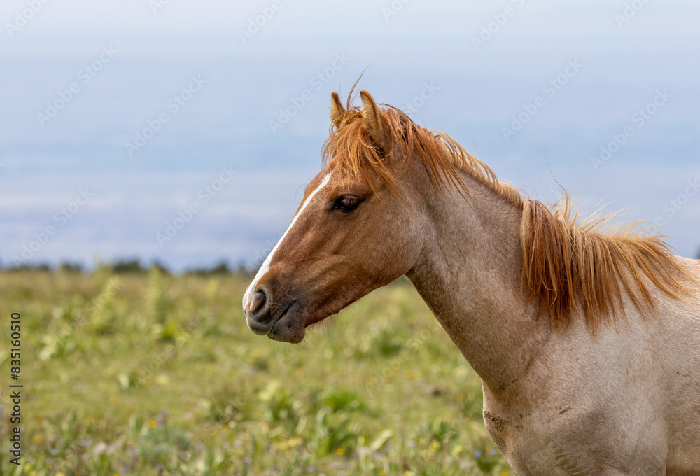 Beautiful Wild Horse in the Pryor Mountains Montana in Summer Beautiful Wild Horse in the Pryor Mountains Montana in Summer