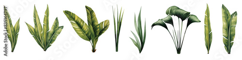 Watercolor set with palm trees and leaves floral plants elements