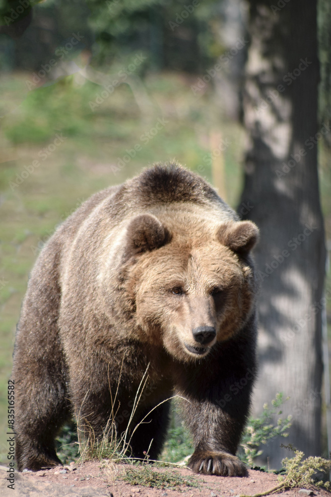 Fototapeta premium Braunbär