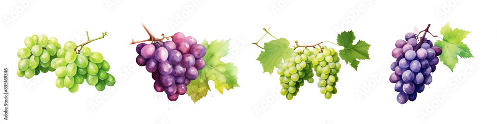 Fototapeta premium Grape fruit set