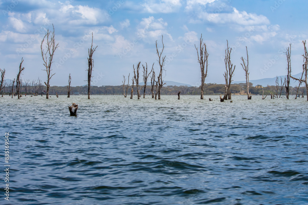 Dead trees in Lake Naivasha, Kenya