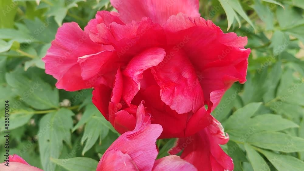 Tree peony flower. Large beautiful pink tree peony flower. Flower with bright pink inflorescence petals and green leaves close-up. Selection and breeding. Cultivated varietal flower. Paeonia. Nature.