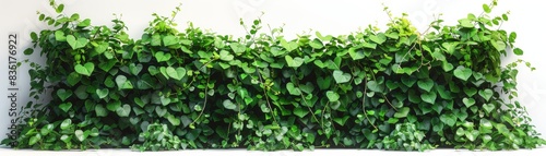 Lush green vertical garden against a white wall, perfect for adding natural beauty and greenery to any indoor or outdoor space.