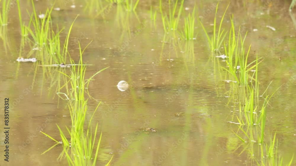 Rice seedlings planted in a paddy field in mid-summer Rice seedlings planted in a paddy field in mid-summer