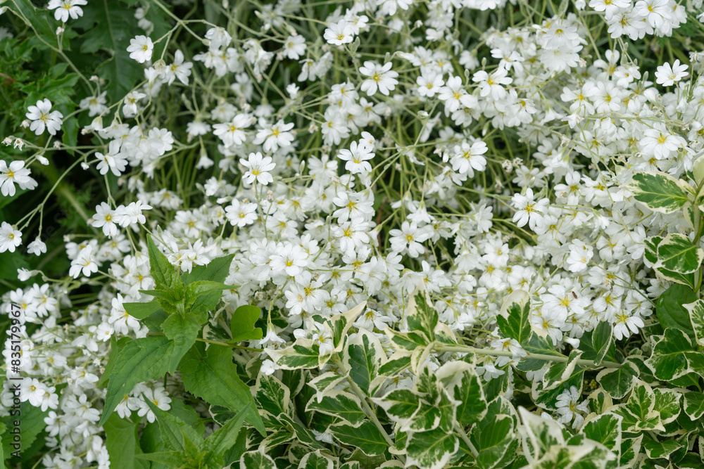 cerastium or chickweed flowers and shrub leaves cerastium or chickweed flowers and shrub leaves