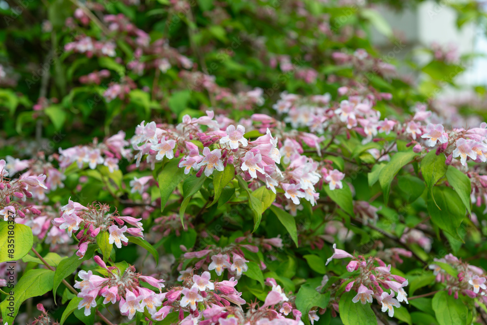 branches with many weigela blossoms in spring 