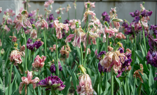 fully bloomed tulip heads with petals beginning to wither