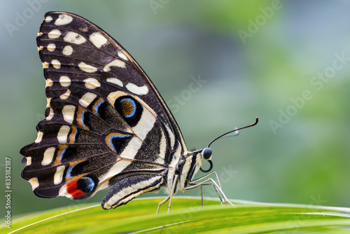 butterfly on leaf
