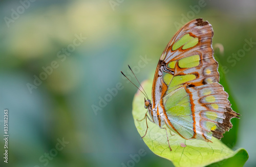 butterfly on leaf