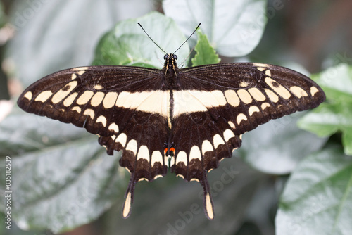 butterfly on leaf