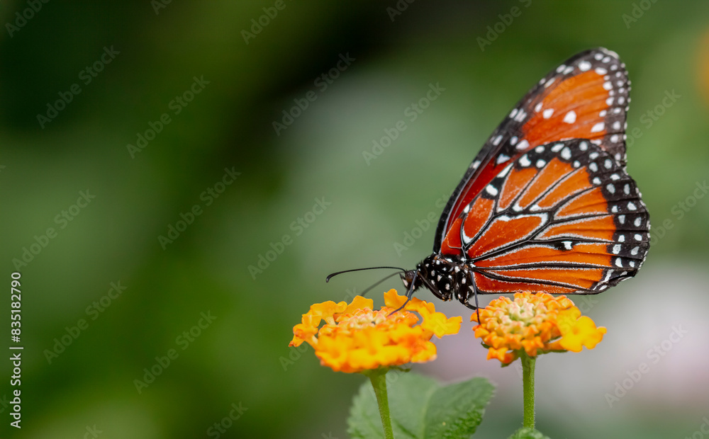 Fototapeta premium butterfly on flower