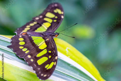 butterfly close up view full  frame