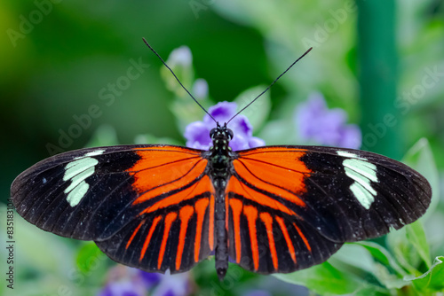 butterfly on flower