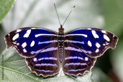 butterfly on a flower