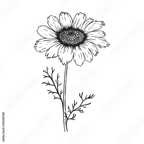 Daisy or chamomile flowers sketch.