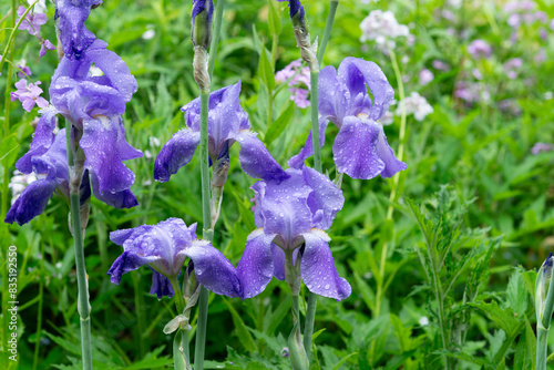 Fotografie purple irises covered with rain drops in a rainy spring garden