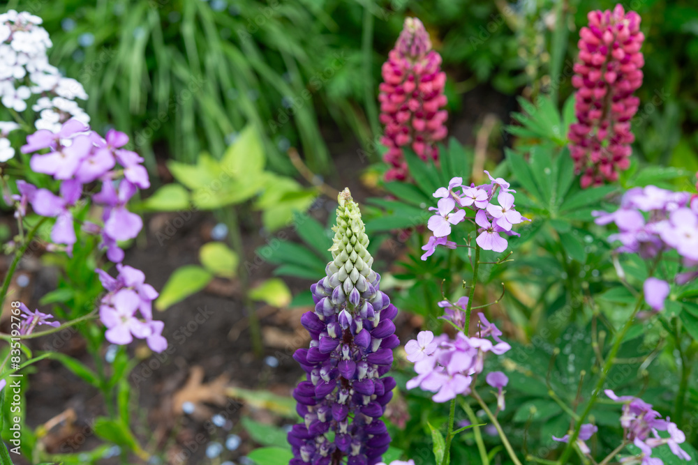 pink and purple flowers (mostly lupines and Hesperis matronalis?) in a rainy spring garden pink and purple flowers (mostly lupines and Hesperis matronalis?) in a rainy spring garden