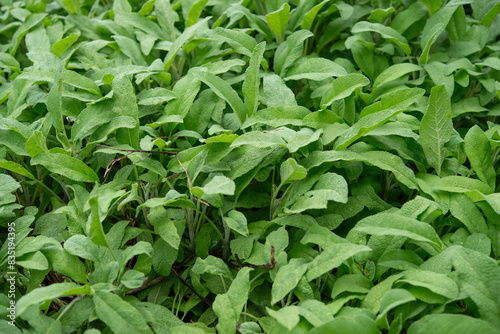 sage in spring