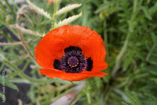 Oriental poppy, (Papaver orientale ), Papaveraceae family. Botanical garden, Brunsvick, Germany, photo