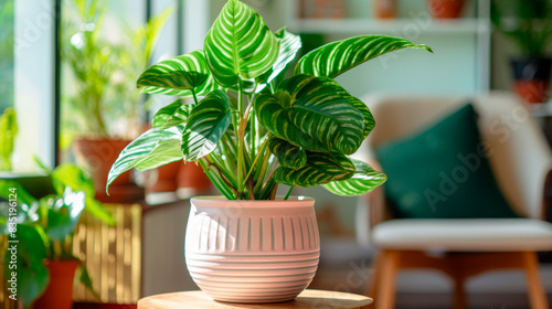 Houseplant, white and green with many variations, rare, large leaf, tropical, in a terracotta pot, in a bright living room full of green plants on a sunny day photo