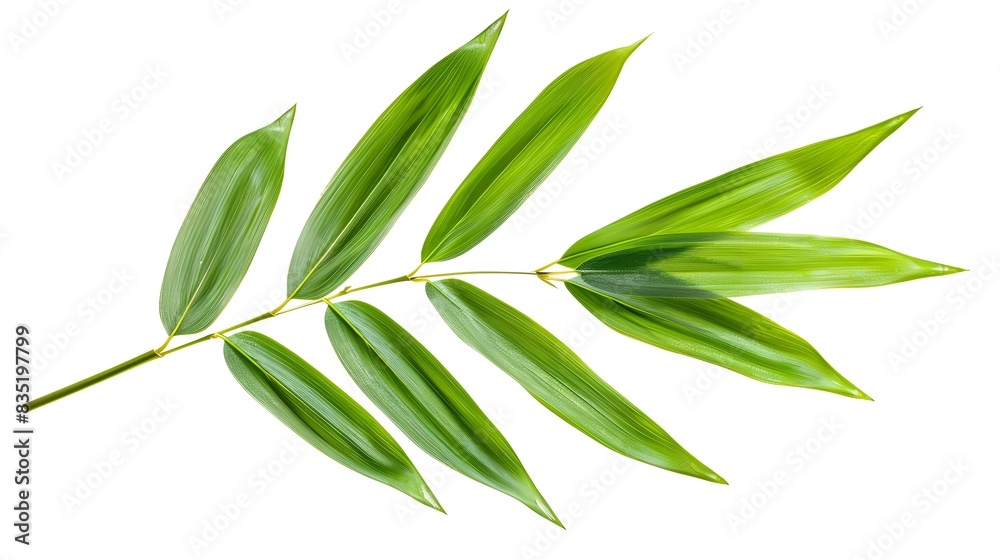 Obraz premium Elegant Bamboo Leaf: Symbol of Tranquility and Simplicity on Pure White Backdrop