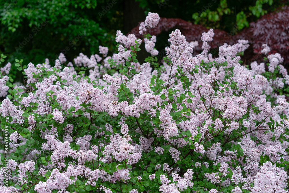 late blooming lilac shrub on an overcast day late blooming lilac shrub on an overcast day