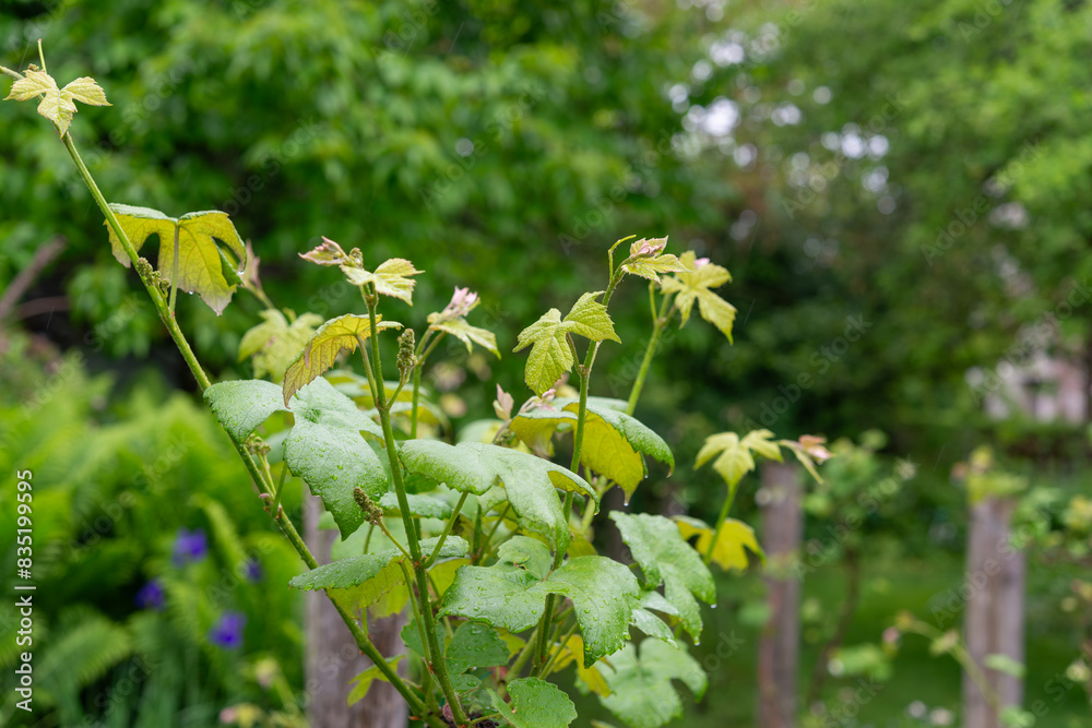 grape vine in the rain grape vine in the rain