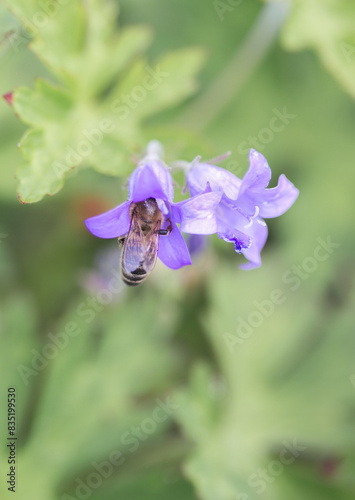 Bee collecting nectar from iside a salvia pratensis flower (meadow clary or meadow sage), close up