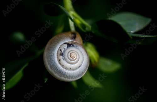 Backgrounds: close-up of beautiful tiny snail on plant with black background