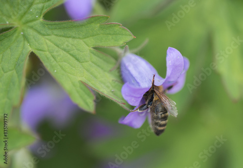 Bee collecting nectar from iside a salvia pratensis flower (meadow clary or meadow sage), close up