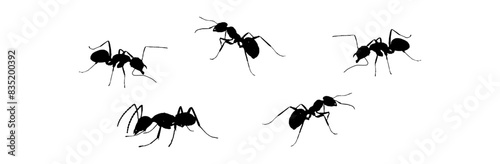line art ant
