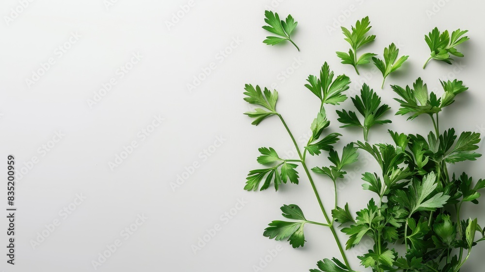 Parsley on a white background Parsley on a white background