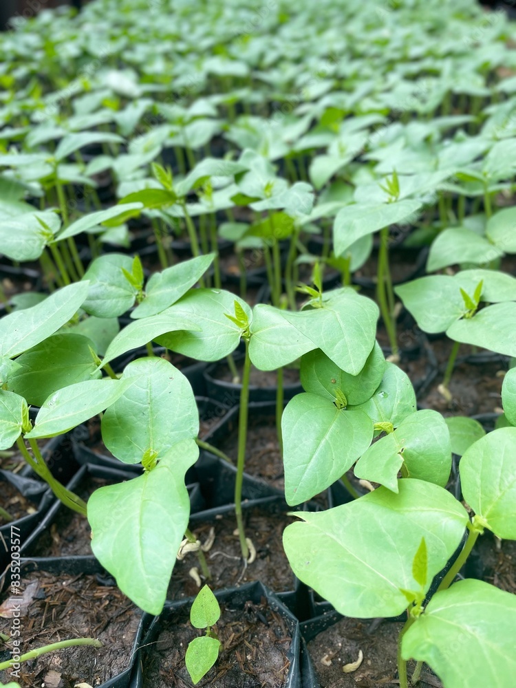 young long bean plant young long bean plant