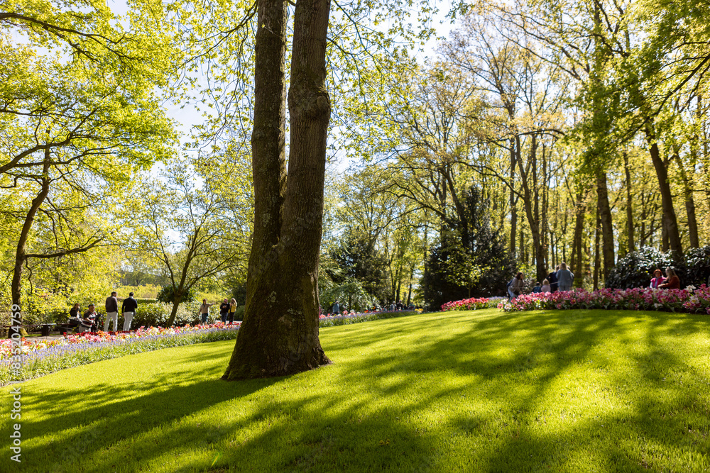 Fototapeta premium Colourful lovely forest enlightened by sunlight in largest flower garden of the world Keukenhof with vibrant tulip flowers in yellow and pink