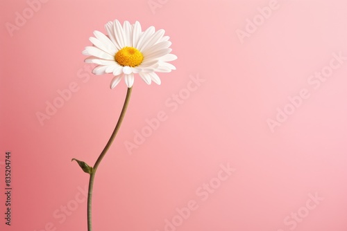 One white chamomile flower on a pink background.